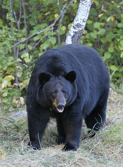 Tragedy as bear kills elderly man